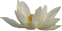 Lotus Rising logo